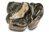Fossil Eocene Coryphodon Mammal Tooth - Wyoming #316496-1